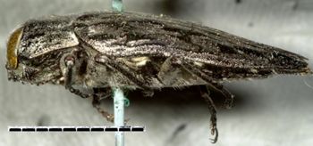 Media type: image;   Entomology 33797 Aspect: habitus lateral view